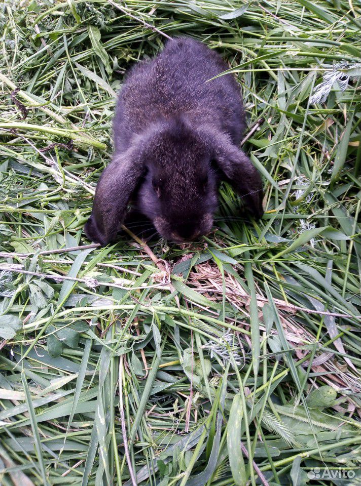Кролики:баран, фландер-баран купить на Зозу.ру - фотография № 2