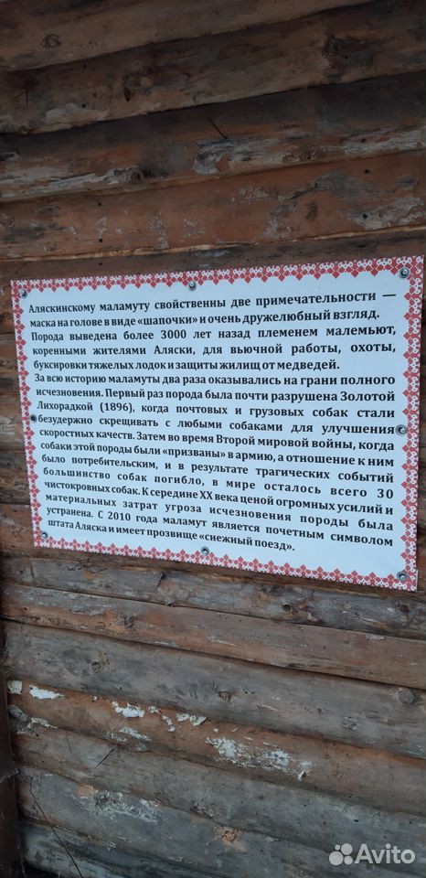 Щенки аляскинского маламута купить на Зозу.ру - фотография № 8