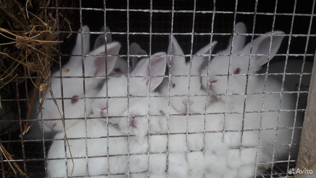 Кролики нзб(Новозиландские белые),Французкий баран купить на Зозу.ру - фотография № 9