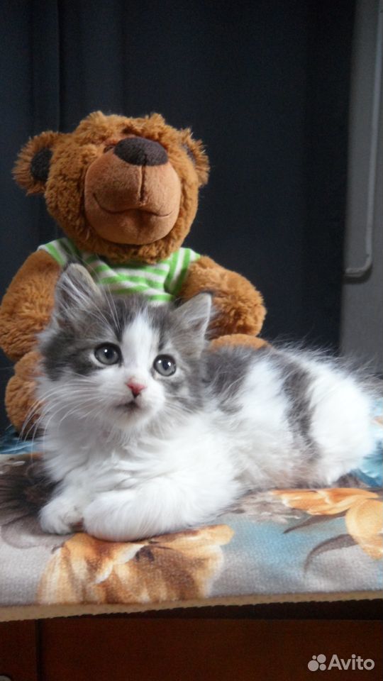 Котята 1,5 - 2 месяца купить на Зозу.ру - фотография № 8