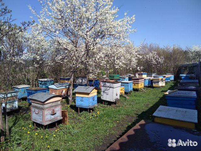 Продается пасека 15 пчелосемей купить на Зозу.ру - фотография № 2