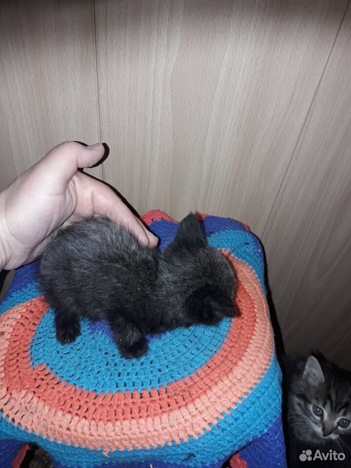 Котики 1.5 месяца купить на Зозу.ру - фотография № 6