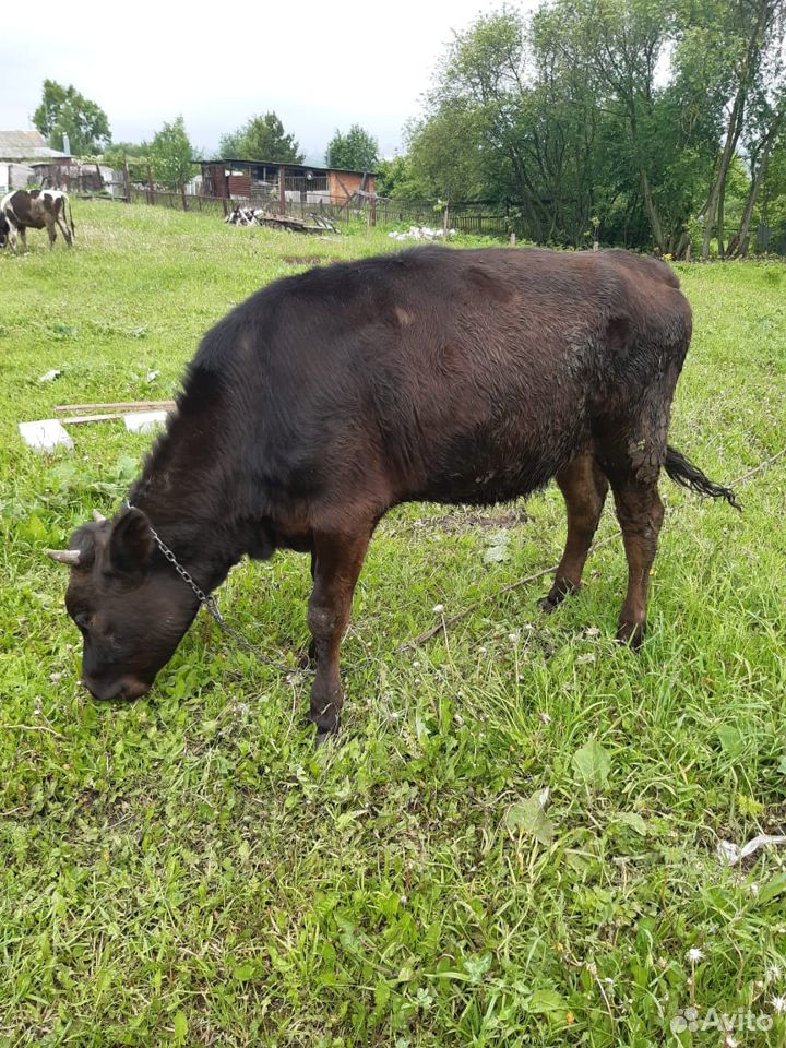 Продаётся корова и телки купить на Зозу.ру - фотография № 4