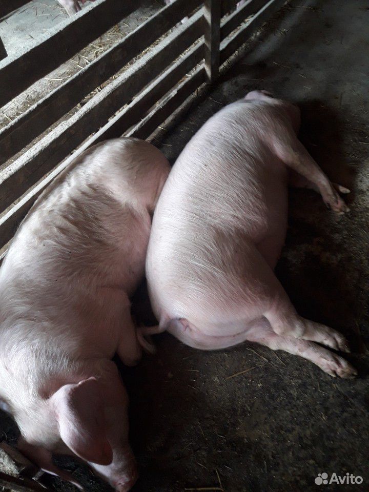 Молодняк свиней на мясо купить на Зозу.ру - фотография № 1