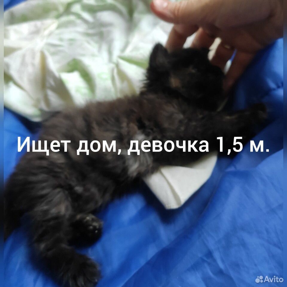 Котенок девочка 1,5 мес. Воспитана собаками купить на Зозу.ру - фотография № 1