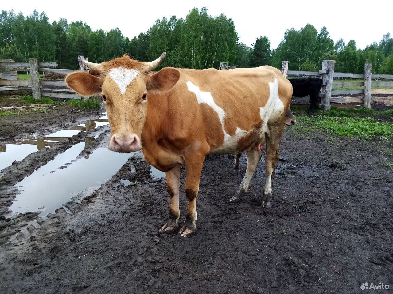 Продаются дойные коровы купить на Зозу.ру - фотография № 3