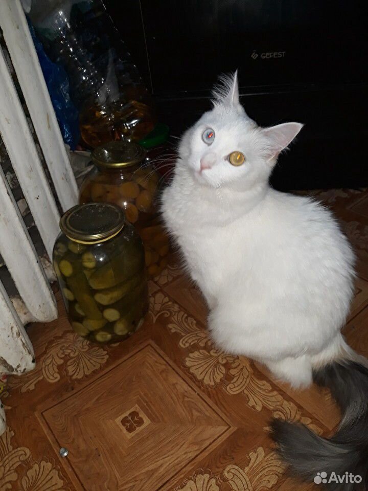 Кошка Алиса, почти вся белая, разноглазая(стерилиз купить на Зозу.ру - фотография № 1