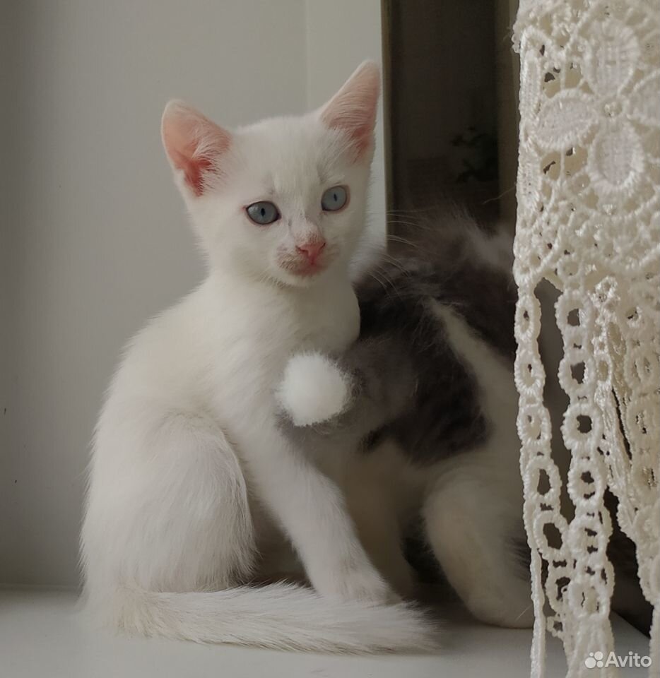 Белые котята - в добрые руки купить на Зозу.ру - фотография № 6