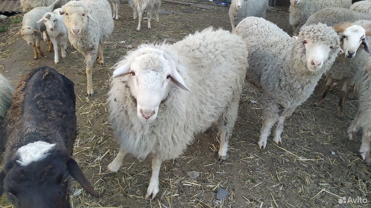 Овцы баранчики купить на Зозу.ру - фотография № 1