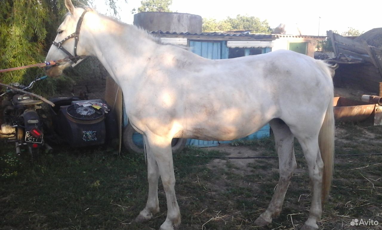 Лошадь двухлетняя Орловской породы купить на Зозу.ру - фотография № 4