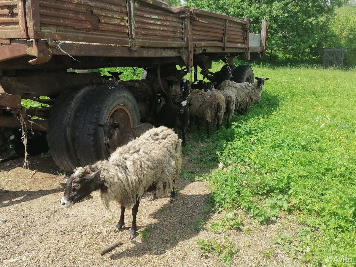 Овцы ягнята купить на Зозу.ру - фотография № 6