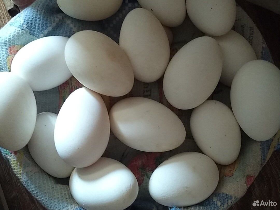 Инкубационное Яйцо купить на Зозу.ру - фотография № 1