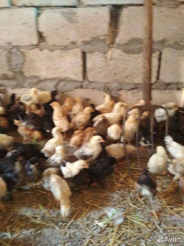 Цыплят купить на Зозу.ру - фотография № 1