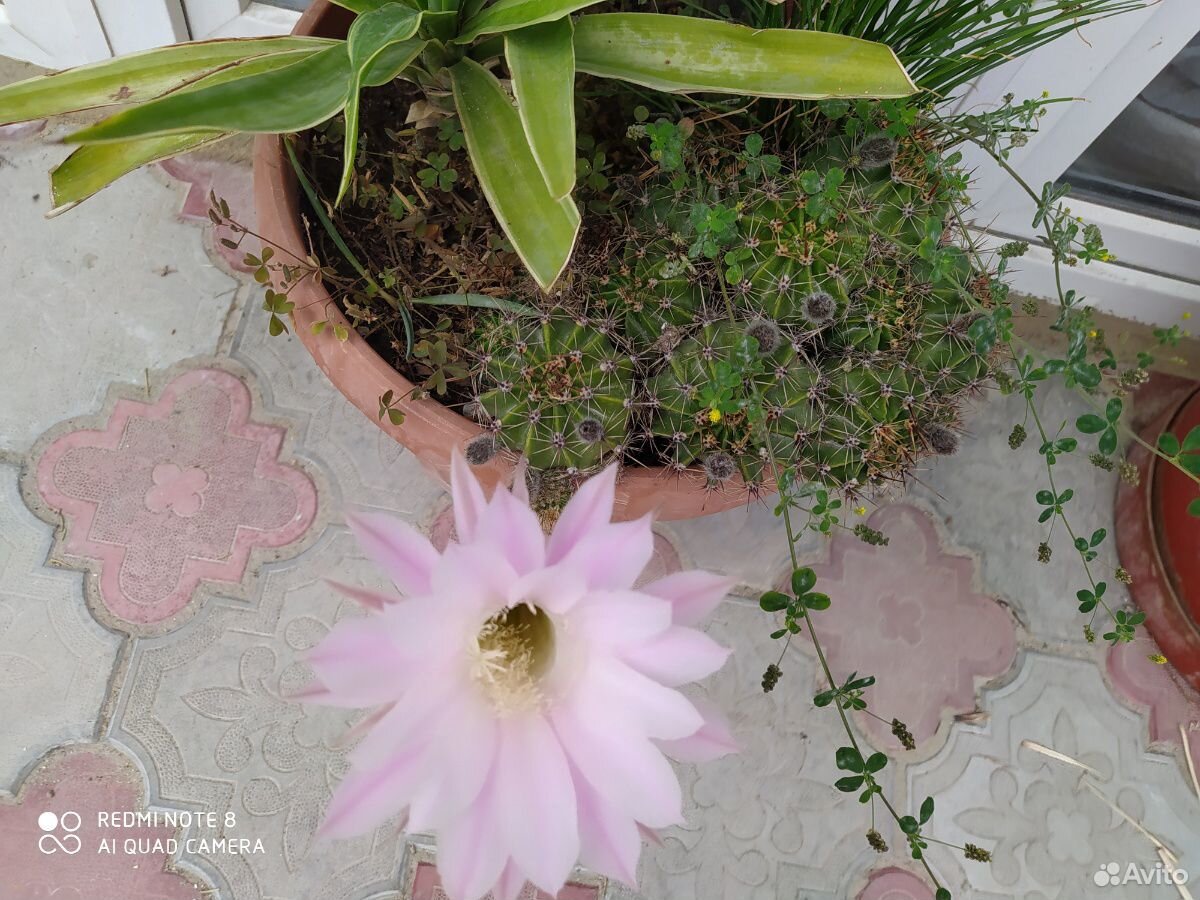 Продам цветущий кактус купить на Зозу.ру - фотография № 5
