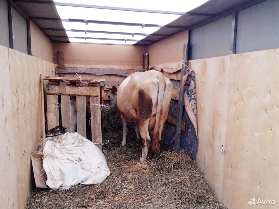 Коровы бычки телки купить на Зозу.ру - фотография № 2
