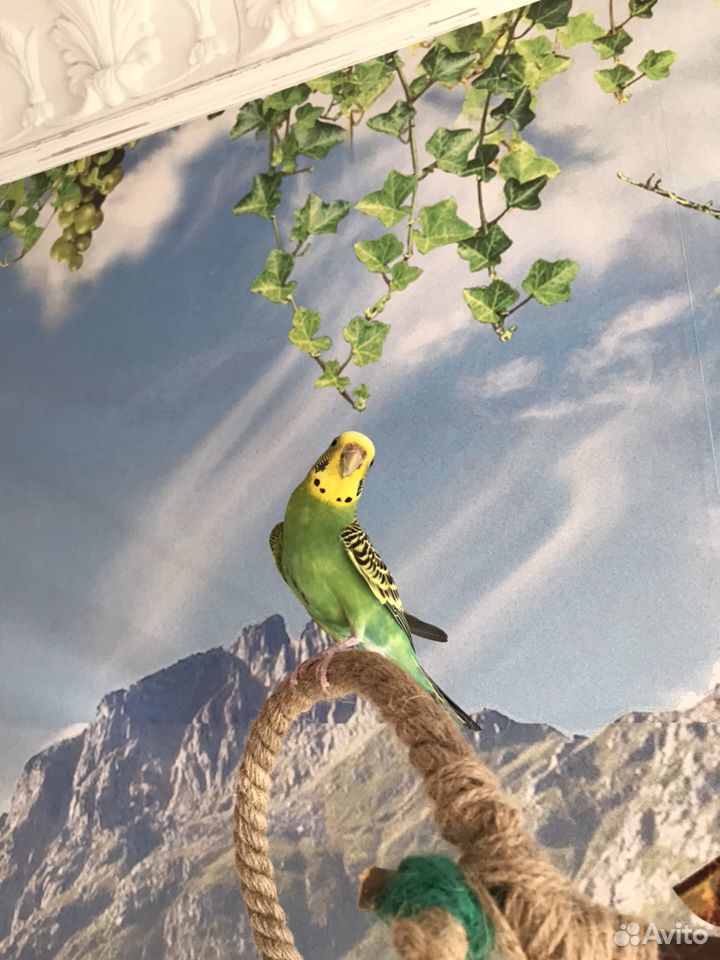 Волнистый попугай,самочка купить на Зозу.ру - фотография № 2