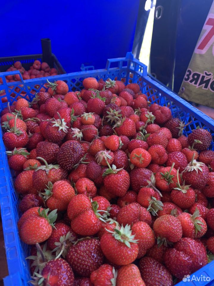 Продажа ягоды клубники купить на Зозу.ру - фотография № 3