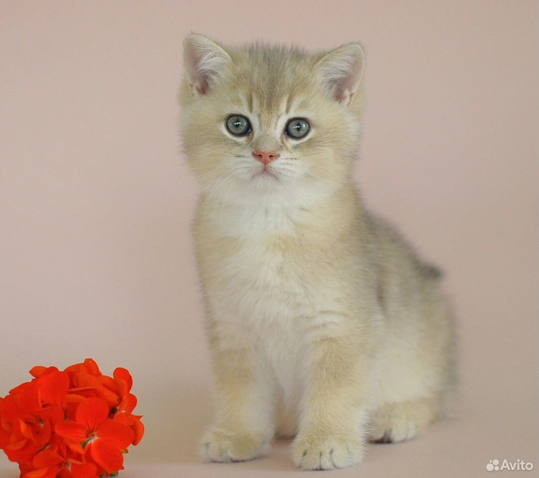Британский котик голубой золотой купить на Зозу.ру - фотография № 2
