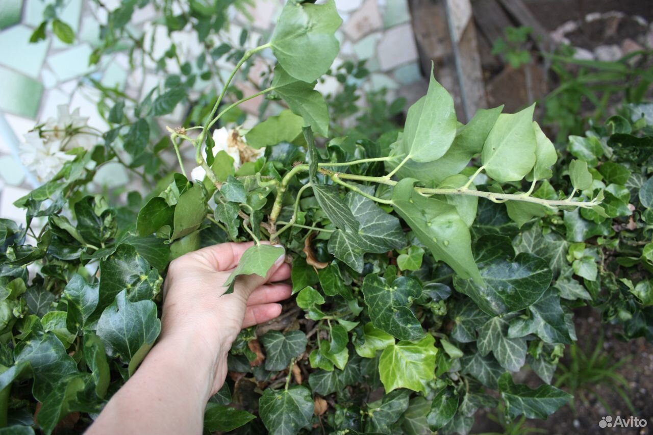 Плющ садовый- вечнозеленый, морозостойкий купить на Зозу.ру - фотография № 7