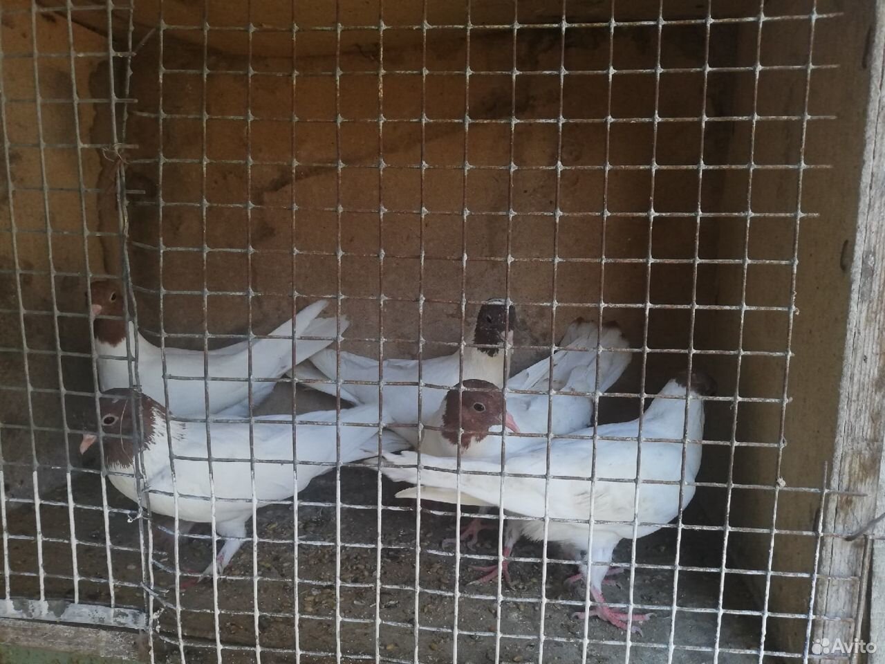 Бойные голуби купить на Зозу.ру - фотография № 8