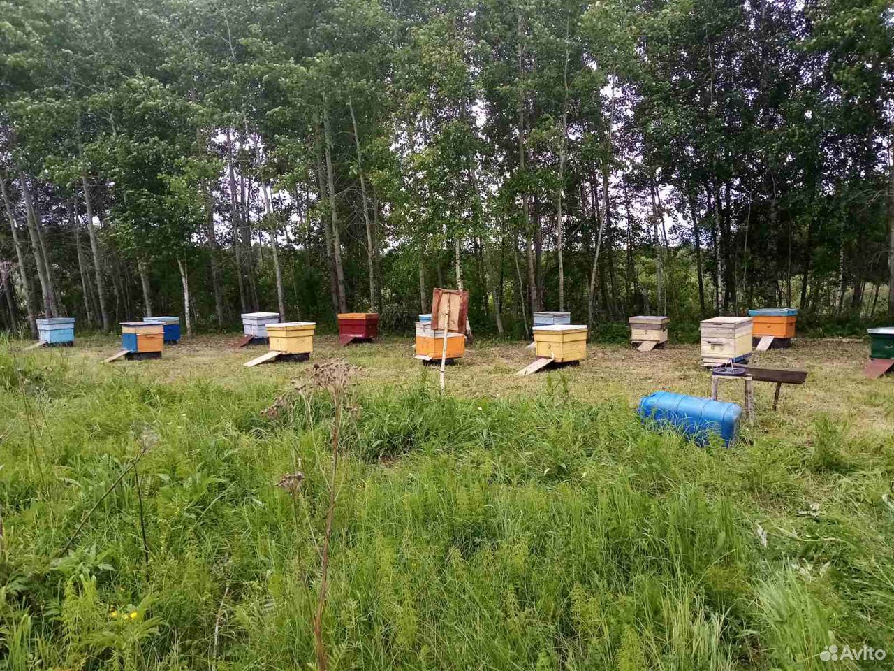 Пасека пчёл"карника" с мёдом купить на Зозу.ру - фотография № 3