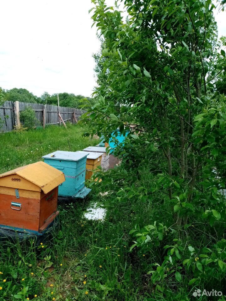 Продаю пчел семьи купить на Зозу.ру - фотография № 1