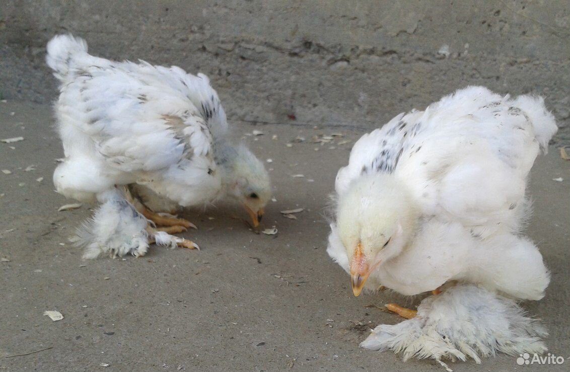 Цыплята брама колумбийская купить на Зозу.ру - фотография № 5