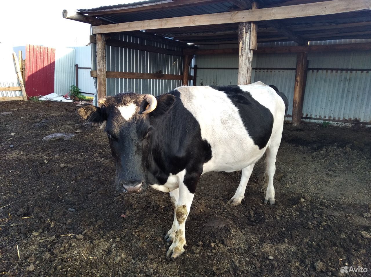 Продам стельную корову купить на Зозу.ру - фотография № 2