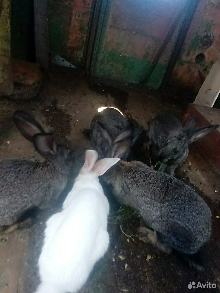 Кролики великаны купить на Зозу.ру - фотография № 4