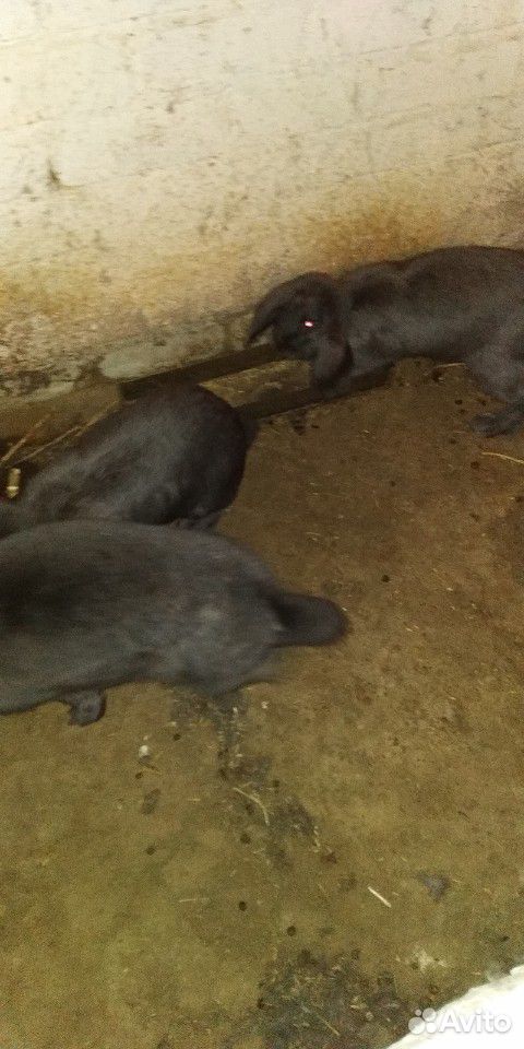 Кролики породы Французкий баран купить на Зозу.ру - фотография № 5