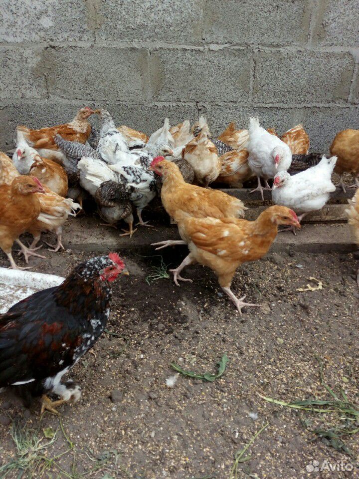Цыплята разных пород купить на Зозу.ру - фотография № 2