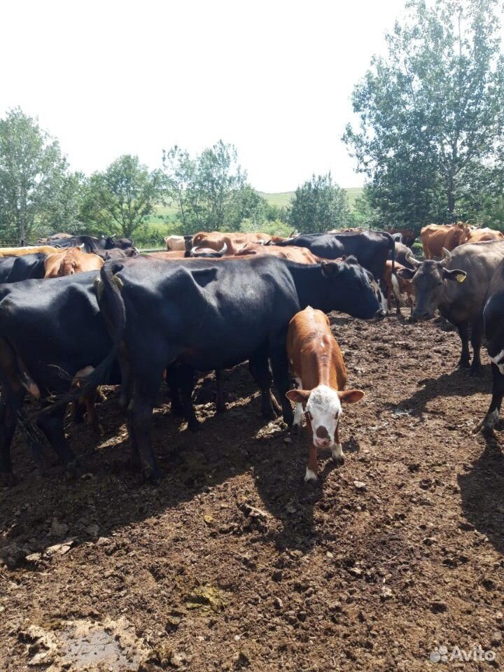 Коровы и телята купить на Зозу.ру - фотография № 2