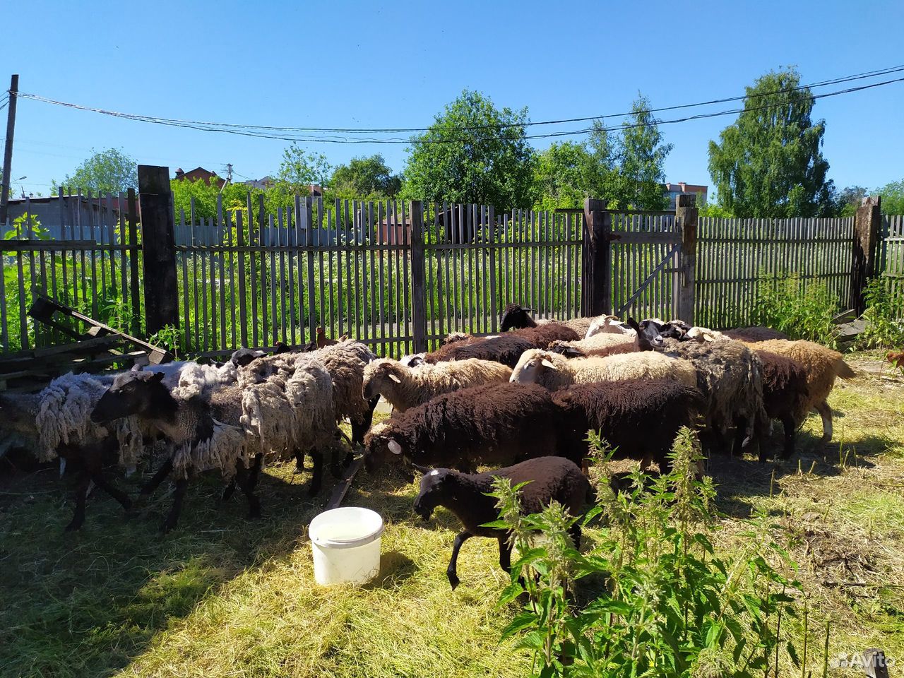 Продам бараны, овцы, ягнята купить на Зозу.ру - фотография № 1