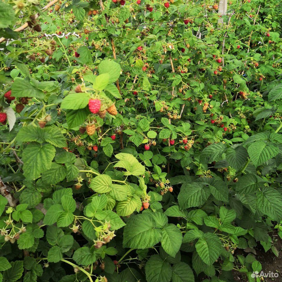 Малина, ягода, ягоды купить на Зозу.ру - фотография № 2