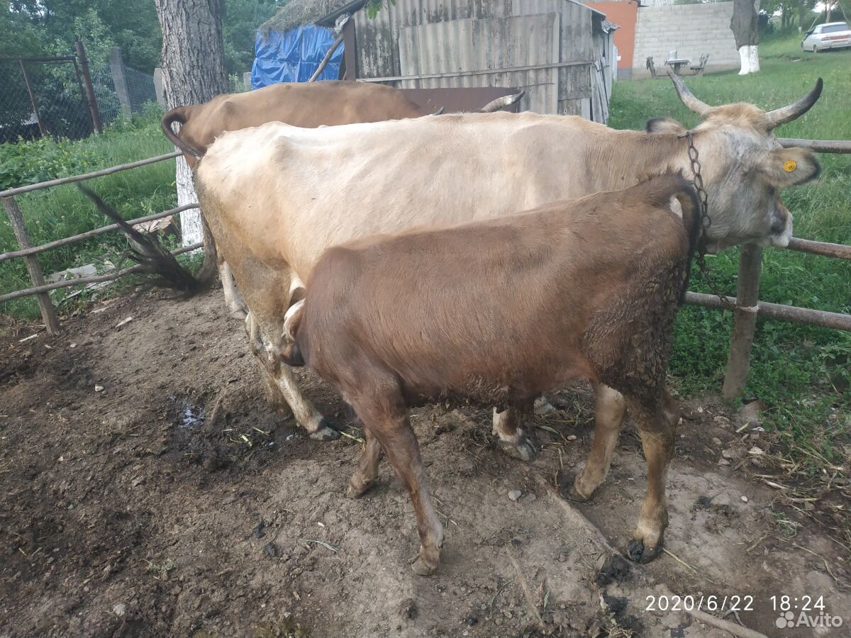 Корова с бычком купить на Зозу.ру - фотография № 3
