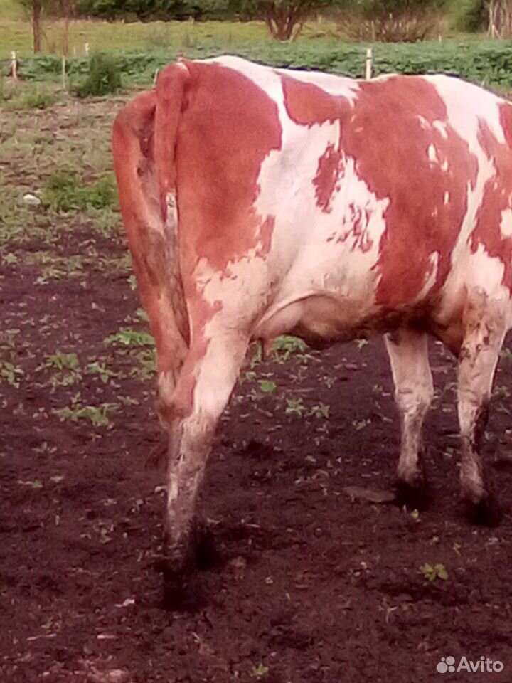 1) Корова,2) -телочка стельная,3) -Корова купить на Зозу.ру - фотография № 6