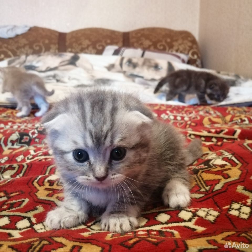 Шотланские котята купить на Зозу.ру - фотография № 6