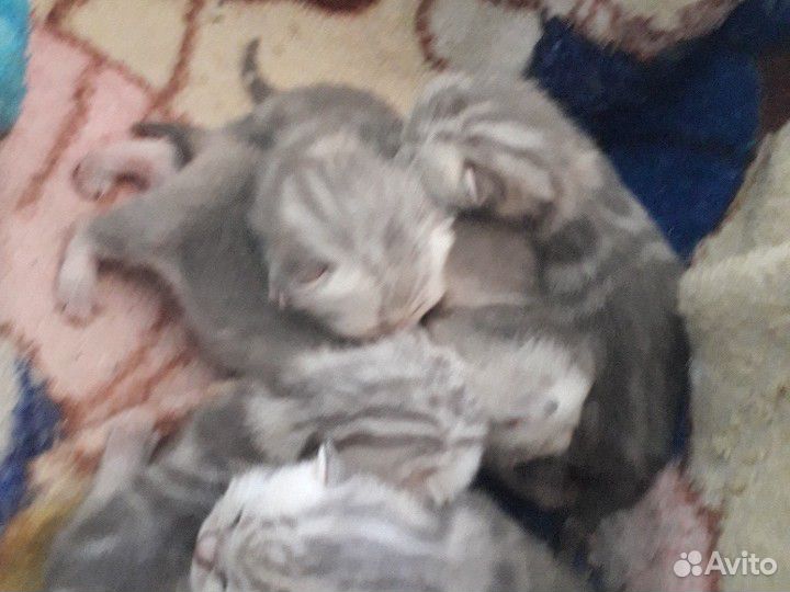 Скоро будут продаваться котята 5 купить на Зозу.ру - фотография № 3