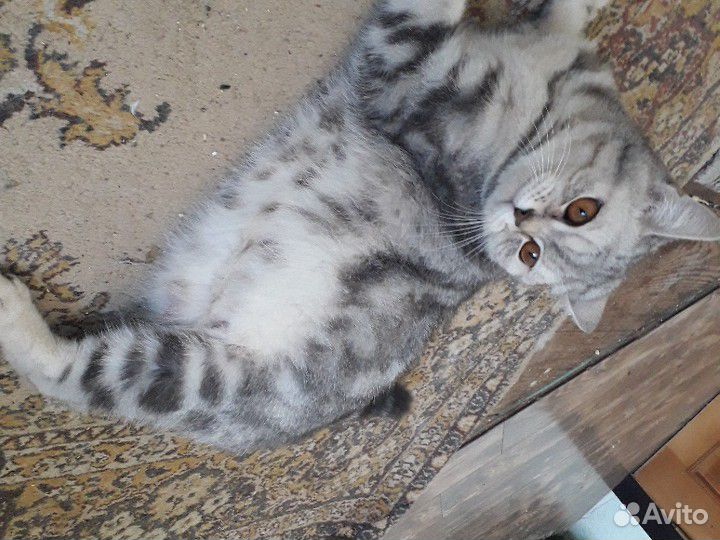 Скоро будут продаваться котята 5 купить на Зозу.ру - фотография № 8