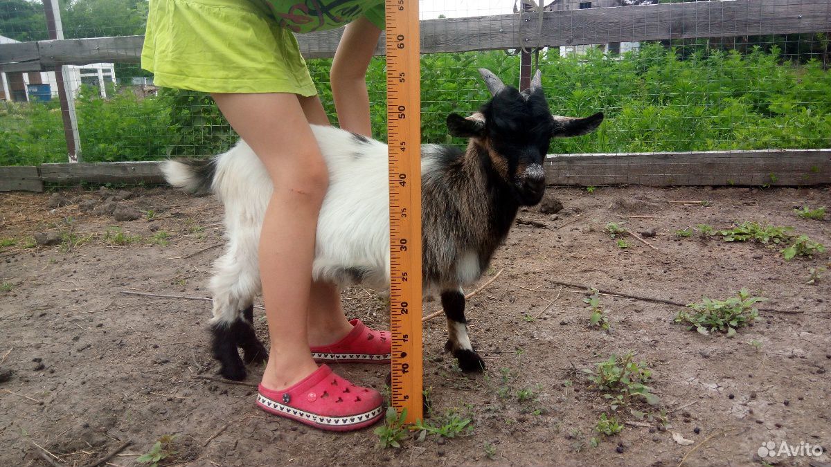 Камирунские козы купить на Зозу.ру - фотография № 3