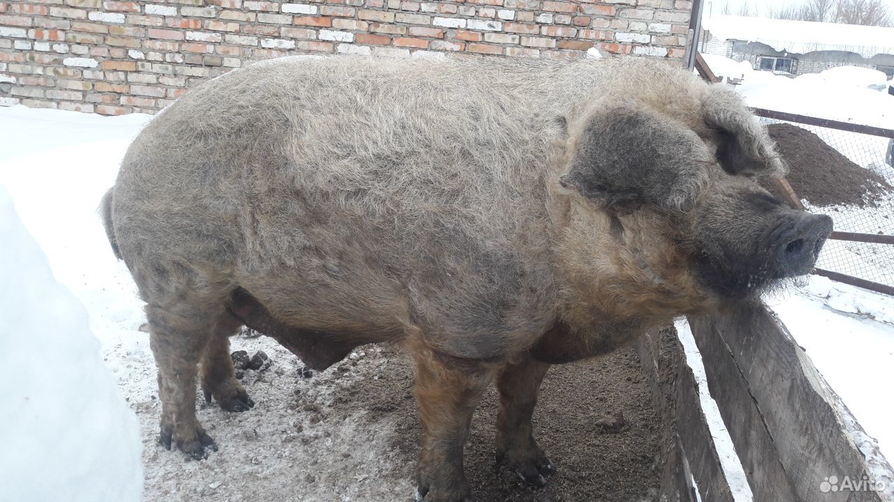 Продам свиней живьем купить на Зозу.ру - фотография № 1