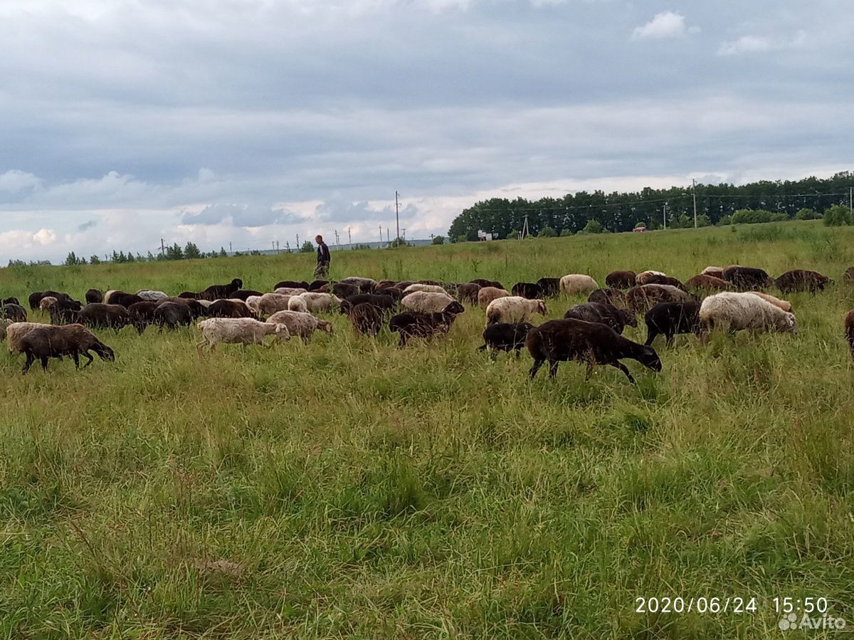 Овцы, ярки купить на Зозу.ру - фотография № 6