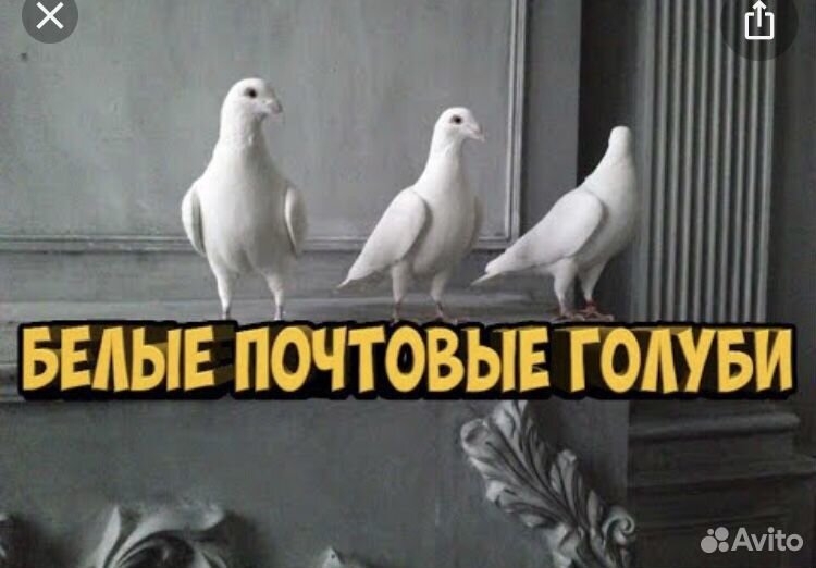 Белые почтовые голуби купить на Зозу.ру - фотография № 1