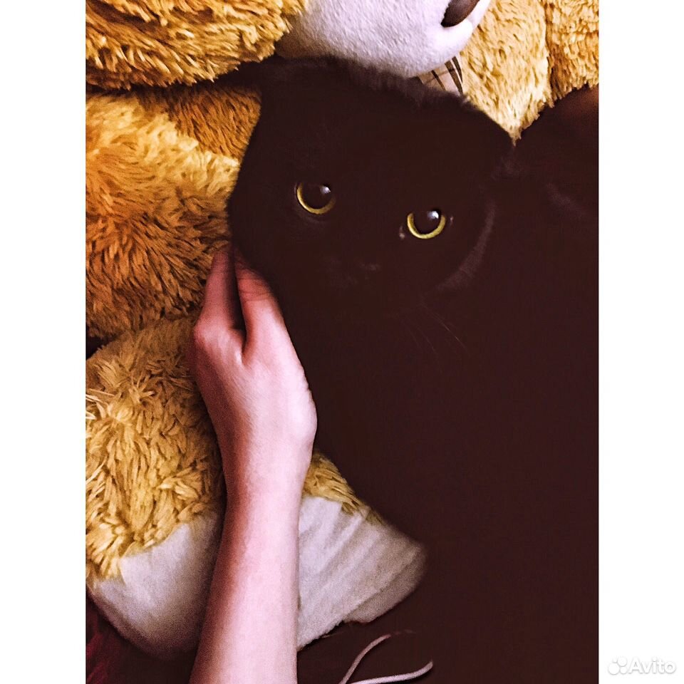 Ищем кота на вязку купить на Зозу.ру - фотография № 3