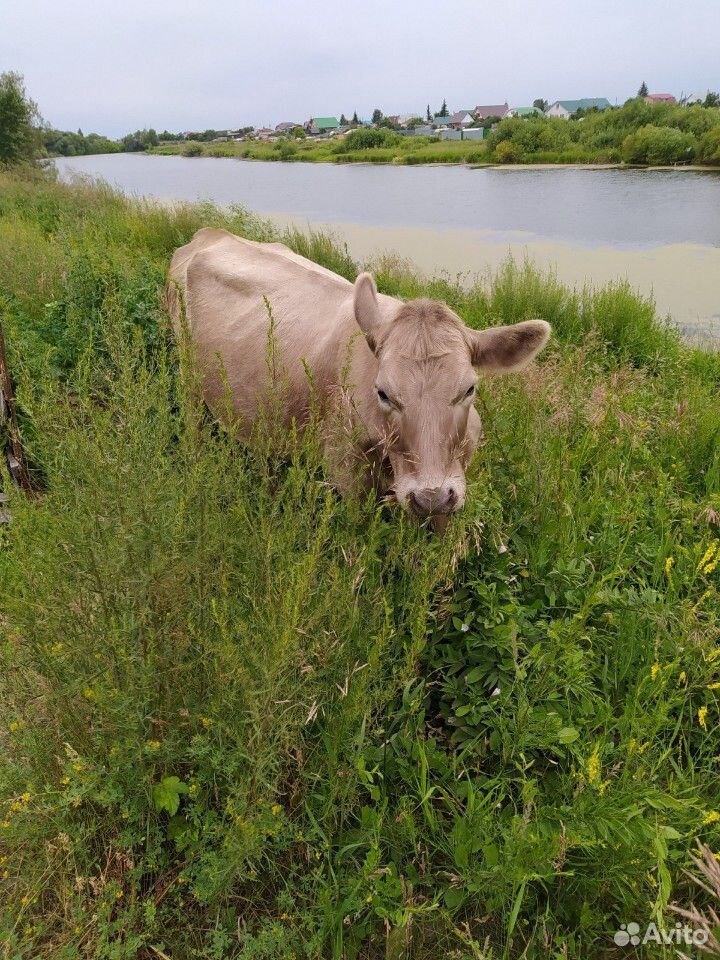Корова, бык купить на Зозу.ру - фотография № 3