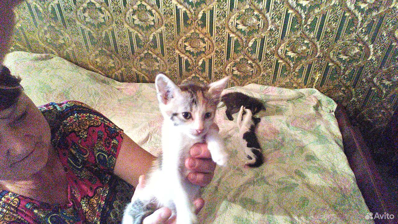 Отдадим котят в добрые руки купить на Зозу.ру - фотография № 4