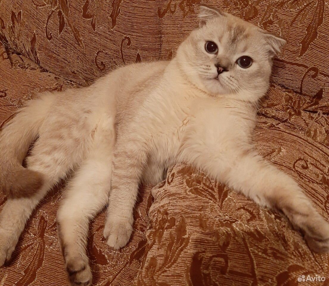Шотланский кот купить на Зозу.ру - фотография № 1