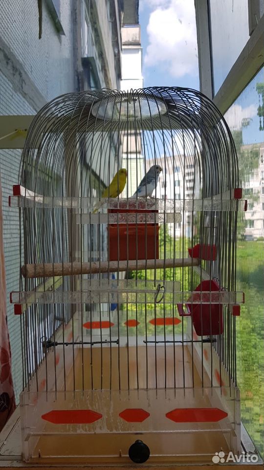 Волнистый попугай купить на Зозу.ру - фотография № 1
