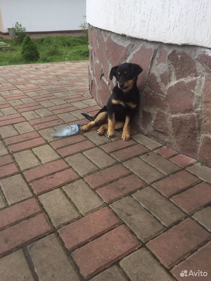 Собака купить на Зозу.ру - фотография № 3