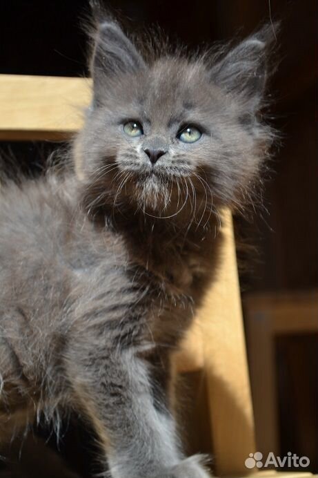 Голубой котик мейнкун купить на Зозу.ру - фотография № 1